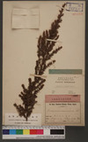 Jumiperus communis Linne