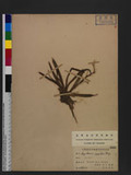Sagittaria pygmea Miq. 瓜皮草