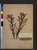 Dryopteris hendersoni (Bedd.) C. Chr. pc