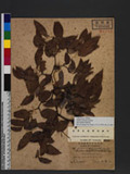 Smilax corbularia Kunth �n