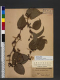 Smilax perfoliata Lour. ոn