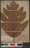 Artocarpus comrnunis, Forst