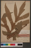 Artocarpus comrnunis, Forst