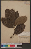 Artocarpus incisus...
