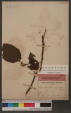 Broussonetia papyrifera (L.) LHerit. ex Vent. 構樹