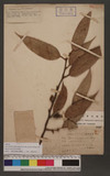 Ficus foveolata Wall. var. arisanensis hay. Kudo