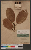 Ficus palawanensis Merr