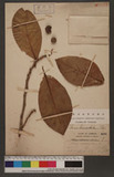 Ficus septica, Burm. f