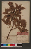 Ficus Thunbergii Maxim