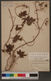 Humulus japonicus S. er Z.