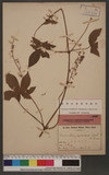 Humulus japonicus S. er Z.