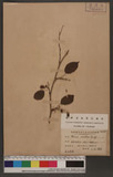Morus australis Poir. p
