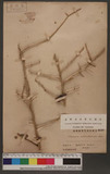 Vanieria cochinchinensis