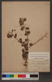 Vanieria cochinchinensis