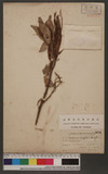 Boehmeria densiflora Hook. & Arn. KR