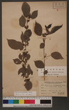 Boehmeria pilosiuscula (Blume) Hassk. ثnR