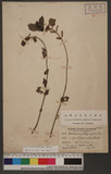 Boehmeria pilosiuscula (Blume) Hassk. ثnR