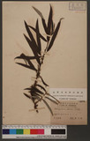 Debregeasia edulis (Sieb. & Zucc.) Wedd. 
