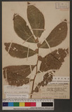 Elatostema platyphylloides B. L. Shih & Yuen P. Yang ︭ӱ