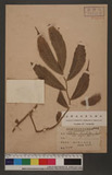 Elatostema lineolatum Forst. var. major Thwait. NM