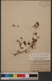Lecanthus Sasanii, Hay