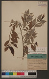 Leucosyke capitellata (Poir.) Weddell var. cel tidifolia (Gondieb) Wedd