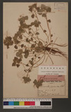 Nanocnide japonica Blume I