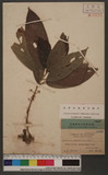 Oreocnide rubescens(Bl.) Miq