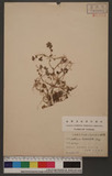 Pellionia trilobulata Hay. Mat. Fl.