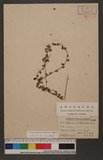 Elatostema trilobulatum (Hayata) Yamazaki ӱ