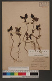 Pilea aquarum Dunn subsp. brevicornuta (Hayata) C. J. Chen uN