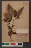 Pipturus arborescens (Link) C. Robinson 