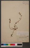 Pouzolzia zeylanica (L.) Benn. 