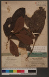 Helicia Cumingiana Presl (Helicia philippinensis Meissn)