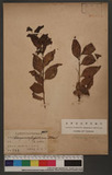 Champereia manillana (Blume) Merr. sc
