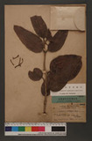 Loranthus haenkeanus Presl