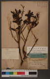 Loranthus parasitieus (Limn.) Meu