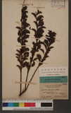 Loranthus estipitatus Stapf