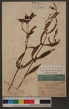 Ginalloa cumingiana (Presl) F. Vill