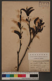 Loranthus Owatarii Hay