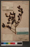 Loranthus sphenoideus Bl.