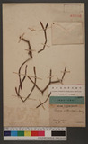 Viscum articulata Burm. RUH