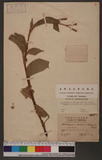 Polygonum orientale var. pilosum meisn