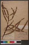Muehlenbeckia platyclada (F. V. Muell.) Meisn. 竹節蓼