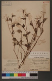 Polygonum altum Hamilt