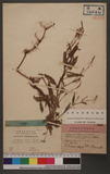 Polygonum Blumei Meissn