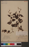Persicaria chinensis (L.) Nakai