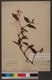 Persicaria chinensis (L.) Nakai