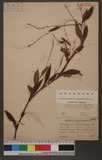 Polygonum flaccidum Musn
