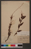 Polygonum flaccidum Musn